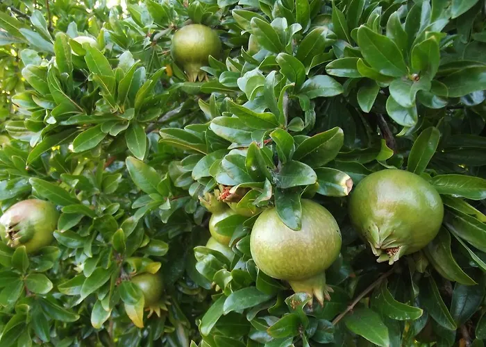 Da Mesa * アルゴス