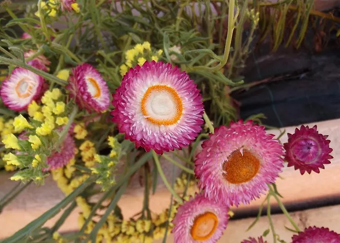 Da Mesa アパート