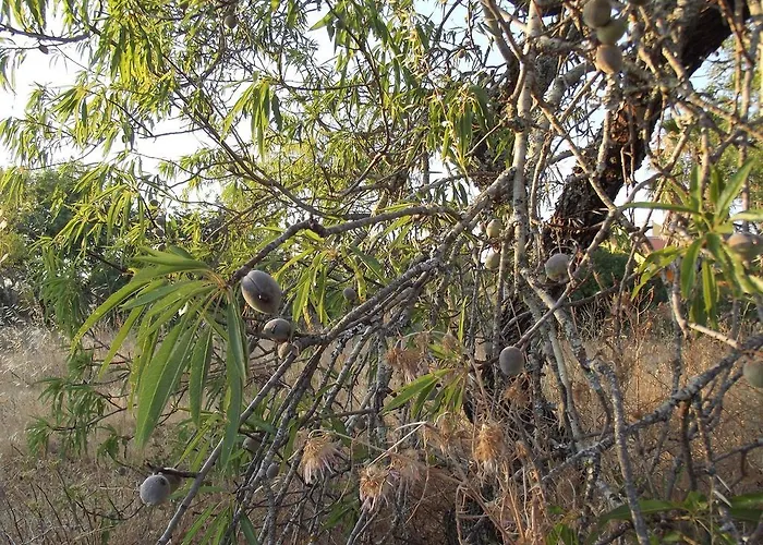 Da Mesa アパート *